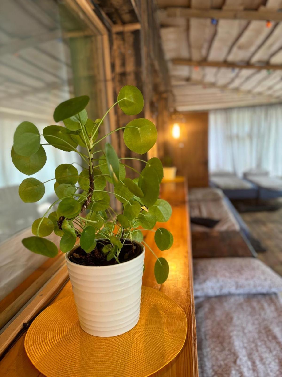 Appartamento Butterfly House Pāvilosta Esterno foto